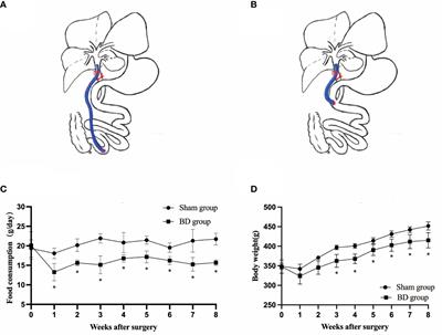 Upregulation of hypothalamic POMC neurons after biliary diversion in GK rats